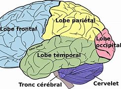 Image result for Brain Sorting Input