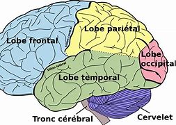 Image result for Neuroscience Human Brain