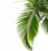 Image result for Free Green Leaves Picture Drawing