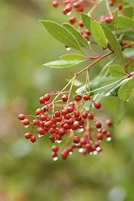 Image result for Toyon