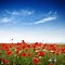 Image result for Red Poppies Flowers