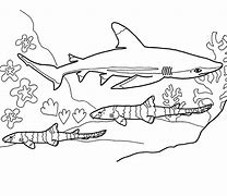 Image result for Bull Shark Coloring Page