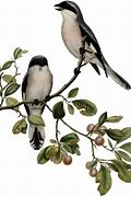 Image result for Birds On Branches