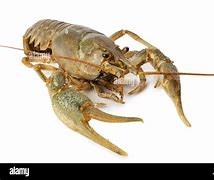 Image result for River Lobster