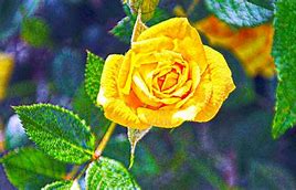 Image result for Small Yellow Rose