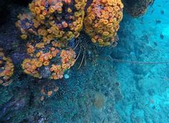 Image result for Spotted Lobster