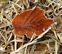 Image result for Tennessee Tree Identification by Leaf