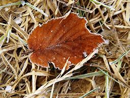 Image result for Deciduous Tree Leaf Identification