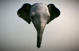 Image result for Elephant Head Mask