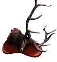 Image result for Elk Head Drawing