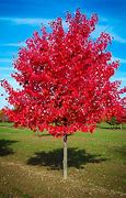 Image result for Maple Tree Top Vector