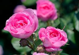 Image result for Pink Flower Plant