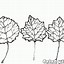 Image result for Aspen Leaf Outline Sticker