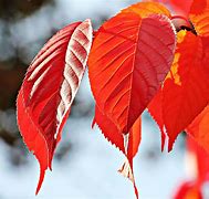 Image result for Autumn Divider Clip Art