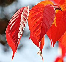 Image result for Fall Leaves Branch