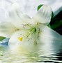 Image result for White Fleur De Lis Decor