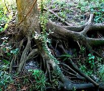 Image result for Oak Tree Root System