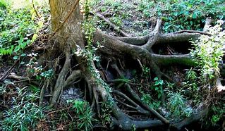 Image result for Root System of Bur Oak