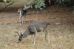 Image result for Deer Eating Clip Art