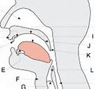 Image result for Vowelization Phonological Process