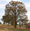 Image result for Red Oak Tree UK