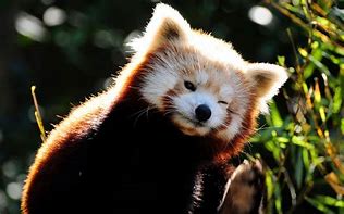 Image result for Red Panda Aesthetic