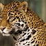 Image result for Jaguar Coloring