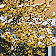 Image result for Witch Hazel Vernalis