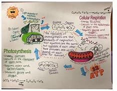 Image result for Photosynthesis and Cellular Respiration One-Pager