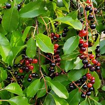 Image result for Black Cherry Tree