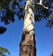 Image result for Eucalyptus Saligna