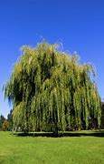 Image result for Willow Tree Leaves Art