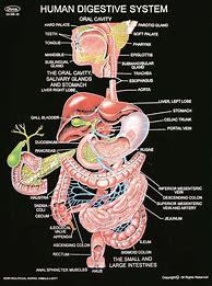 Image result for Chart Showing Human