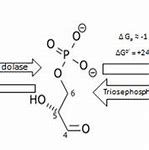 Image result for Dehydration vs Hydrolysis