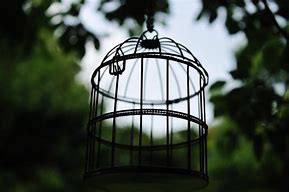 Image result for Bird Cage Coloring Page