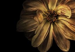 Image result for Brown Flower Background