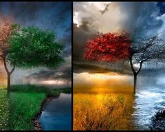 Image result for Spring/Summer Autumn Trees