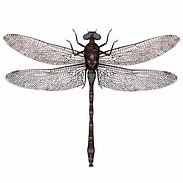 Image result for Clip Art of Dragonfly