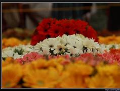 Image result for August Birth Month Flower