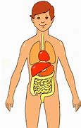 Image result for Cartoon Human Body Anatomy