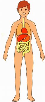 Image result for Clip Art Human Body Outline