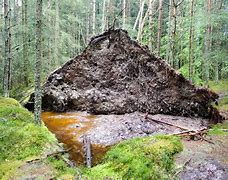 Image result for Dappled Willow Root System