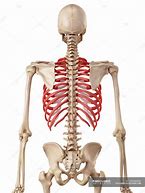 Image result for Human Skeleton Rib Cage Diagram