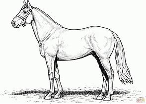 Image result for Cute Horse Coloring Pages