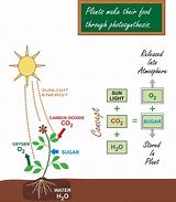 Image result for Photosynthesis Chemical Energy