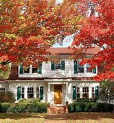 Image result for Pine Tree Shutters