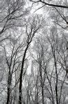 Image result for Winter Tree House