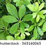 Image result for Green Leaf Pile