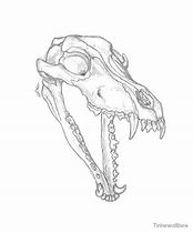 Image result for Wolf Skull Wallpaper