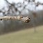 Image result for Swamp White Oak Leaf Identification